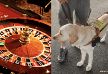 Are Service Dogs Allowed In Casinos? A Guide For Players Are Service Dogs Allowed In Casinos? A Guide For Players