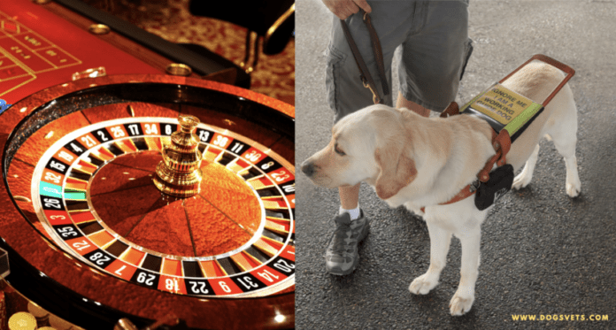 Da li su psi službenici dozvoljeni u kockarnicama? Vodič za igrače