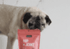 5 ingredients to look for in dog joint supplements