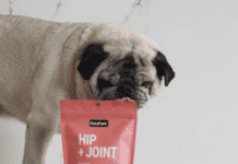 5 ingredients to look for in dog joint supplements 5 ingredients to look for in dog joint supplements