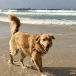 Dog Friendly Beaches Near Me in Alaska Dog Friendly Beaches Near Me in Alaska