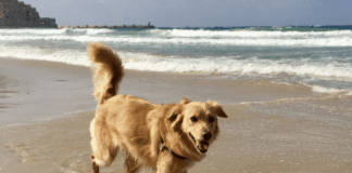 Dog Friendly Beaches Near Me in Alaska Dog Friendly Beaches Near Me in Alaska