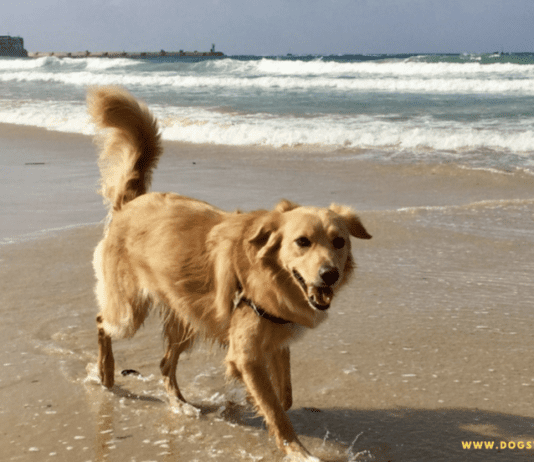 Dog Friendly Beaches Near Me in Alaska Dog Friendly Beaches Near Me in Alaska