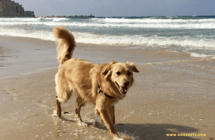 Dog Friendly Beaches Nyob ze kuv hauv Alaska