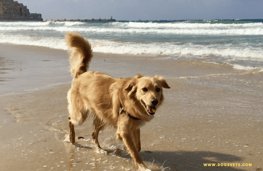Suņiem draudzīgas pludmales netālu no manis Aļaskā