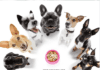 Types of Dogs: List of Dog Breeds - Dog Diets Explained