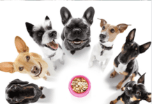 Types of Dogs: List of Dog Breeds – Dog Diets Explained Types of Dogs: List of Dog Breeds - Dog Diets Explained