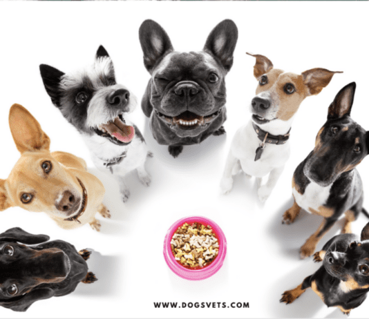 Types of Dogs: List of Dog Breeds – Dog Diets Explained Types of Dogs: List of Dog Breeds - Dog Diets Explained