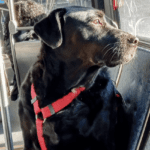 Seattle dog Eclipse, who had mastered the art of riding the bus, passed away. Seattle dog Eclipse