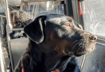 Seattle dog Eclipse, who had mastered the art of riding the bus, passed away. Seattle dog Eclipse