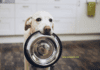 How to Stop Your Dog from begging for Food How to Stop Your Dog from begging for Food