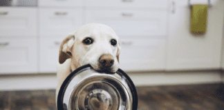 How to Stop Your Dog from begging for Food How to Stop Your Dog from begging for Food