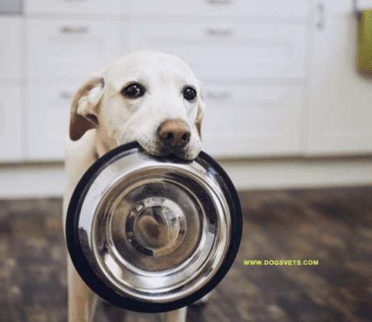 How to Stop Your Dog from begging for Food How to Stop Your Dog from begging for Food