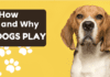 How and Why Dogs Play