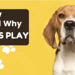 How and Why Dogs Play