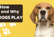 How and Why Dogs Play How and Why Dogs Play
