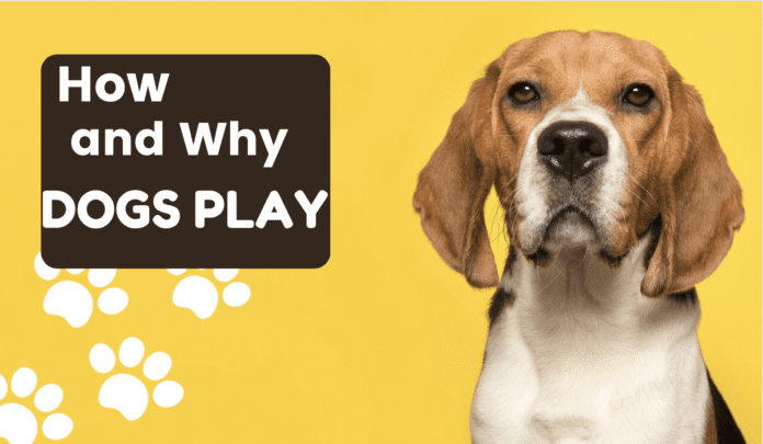 Hogyan és miért játszanak a kutyák