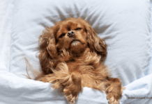 Paws For Thought: What To Do If Your Dog Seems Depressed Paws For Thought: What To Do If Your Dog Seems Depressed