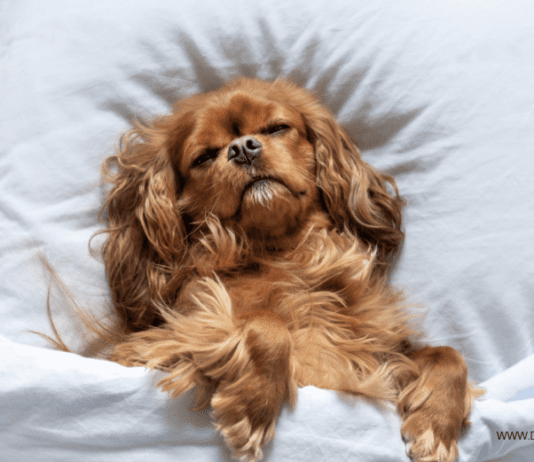 Paws For Thought: What To Do If Your Dog Seems Depressed Paws For Thought: What To Do If Your Dog Seems Depressed