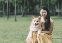 3 Top Tips for Dog Ownership Top Tips for Dog Ownership