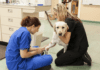 A veterinarian diagnosed with cancer offers pet advice and tips! A veterinarian diagnosed with cancer offers pet patient tips.