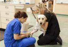 A veterinarian diagnosed with cancer offers pet advice and tips! A veterinarian diagnosed with cancer offers pet patient tips.