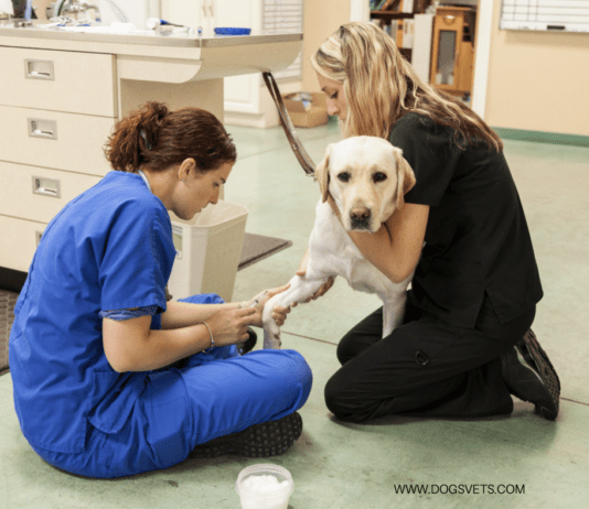 A veterinarian diagnosed with cancer offers pet advice and tips! A veterinarian diagnosed with cancer offers pet patient tips.