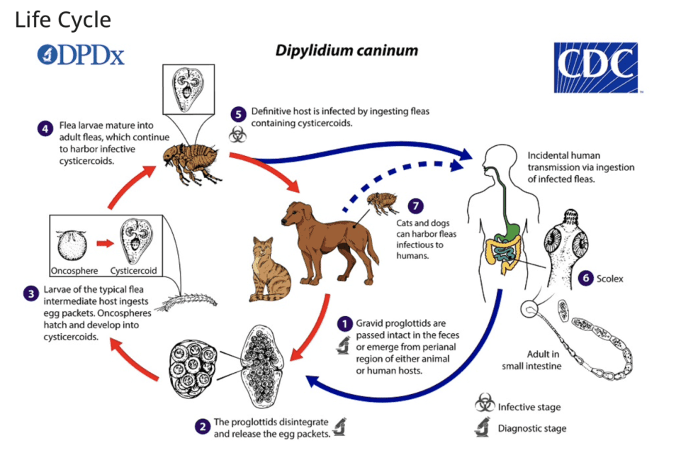 dium caninum is the species of tapeworm that is found most frequently in dogs.