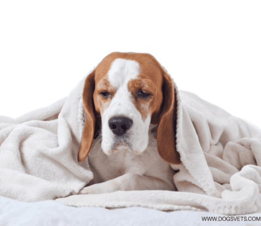 Tapeworms in Dogs: Causes, Symptoms and Prevention Tapeworms in Dogs: Causes, Symptoms and Prevention