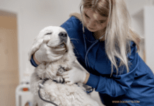 How to Get Rid of Dog Worms Safely and Quickly How to Get Rid of Dog Worms Safely and Quickly