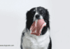 Raw food for dogs: 14 Benefits of feeding your dog Raw Food