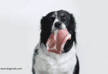 Raw food for dogs: 14 Benefits of feeding your dog Raw Food Raw food for dogs: 14 Benefits of feeding your dog Raw Food