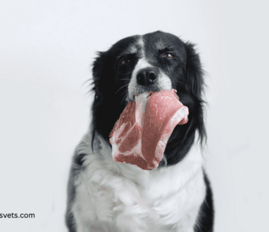 Raw food for dogs: 14 Benefits of feeding your dog Raw Food Raw food for dogs: 14 Benefits of feeding your dog Raw Food