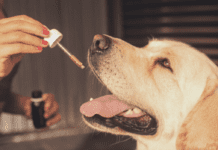 6 Things You Need to Know About Giving CBD to Your Dog 6 Things You Need to Know About Giving CBD to Your Dog