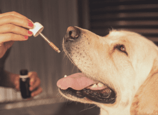 6 Things You Need to Know About Giving CBD to Your Dog 6 Things You Need to Know About Giving CBD to Your Dog