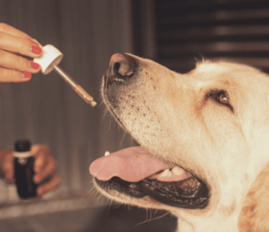 6 Things You Need to Know About Giving CBD to Your Dog 6 Things You Need to Know About Giving CBD to Your Dog