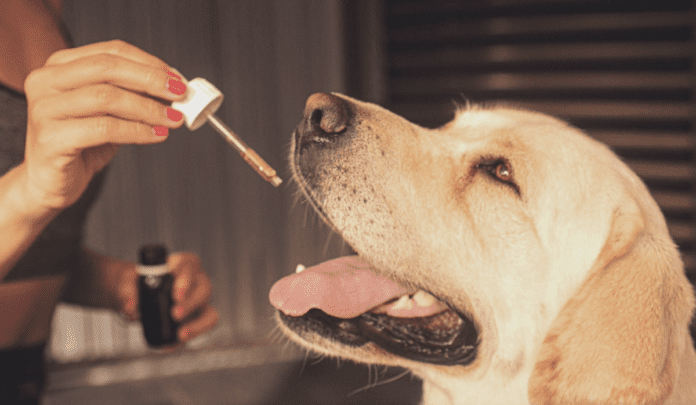 6 Things You Need to Know About Giving CBD to Your Dog