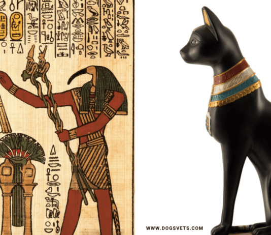 Cats in ancient Egypt : What are cats called in ancient Egypt? Cats in ancient Egypt
