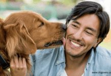 Why Do Dogs Lick Everything So Much Why Do Dogs Lick Everything So Much