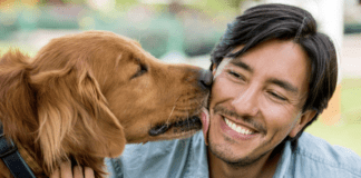 Why Do Dogs Lick Everything So Much Why Do Dogs Lick Everything So Much