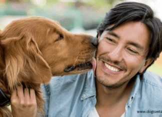 Why Do Dogs Lick Everything So Much