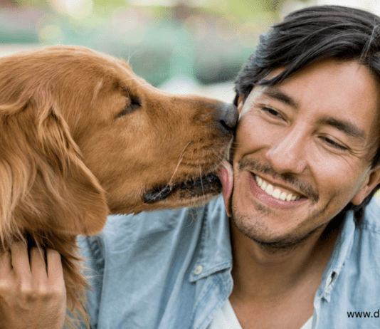 Why Do Dogs Lick Everything So Much Why Do Dogs Lick Everything So Much