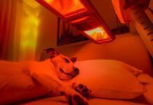 Light Therapy for Dogs Arthritis Light Therapy for Dogs Arthritis