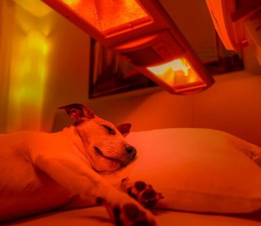 Light Therapy for Dogs Arthritis Light Therapy for Dogs Arthritis