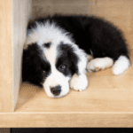 6 Dangerous Signs To Look For To Prevent Dog Depression 6 Dangerous Signs To Look For To Prevent Dog Depression