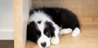 6 Dangerous Signs To Look For To Prevent Dog Depression 6 Dangerous Signs To Look For To Prevent Dog Depression