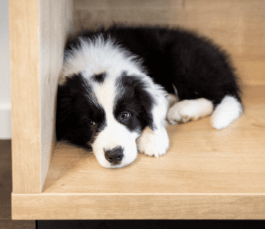 6 Dangerous Signs To Look For To Prevent Dog Depression 6 Dangerous Signs To Look For To Prevent Dog Depression