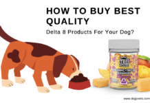 How To Buy Best Quality Delta 8 Products For Your Dog? How To Buy Best Quality Delta 8 Products For Your Dog?