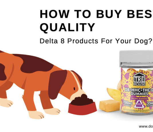 How To Buy Best Quality Delta 8 Products For Your Dog? How To Buy Best Quality Delta 8 Products For Your Dog?
