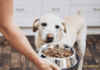 Dog Food: The Ultimate Guide to Feeding Your Pet the Right Way!